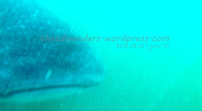 Bonding with Butanding (teaser!)