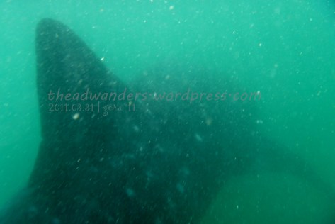 The Gentle Giant swims SO fast!