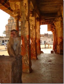 Bunder in the House - Hampi