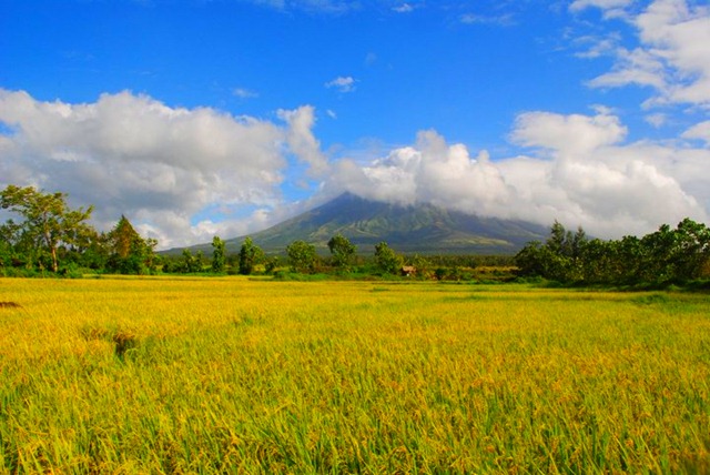 Mayon Volcano and Cagsawa Ruins - Paddy Fields