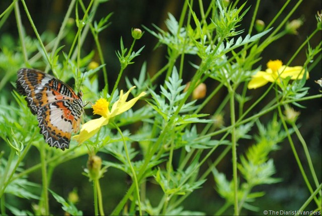 Orange Butterfly on a Flower