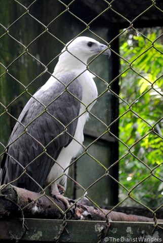 White and Grey Bird