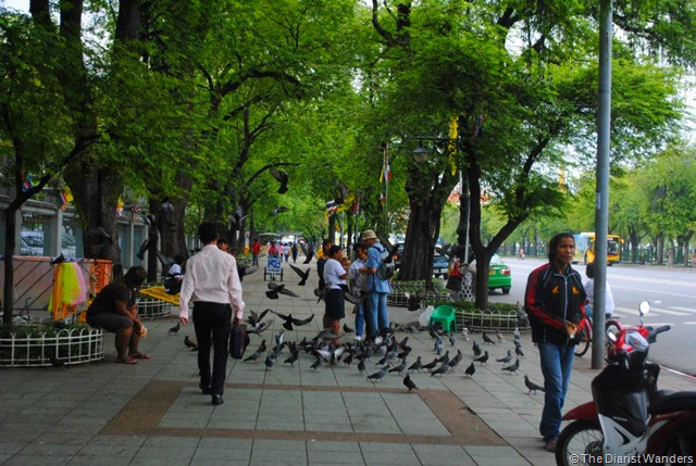 Backpacking SEA - Bangkok - Tourist Trap birds