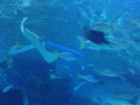 Stingray (first-time to see too!) and fishies