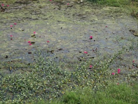 Lotus pond by Sue apartment